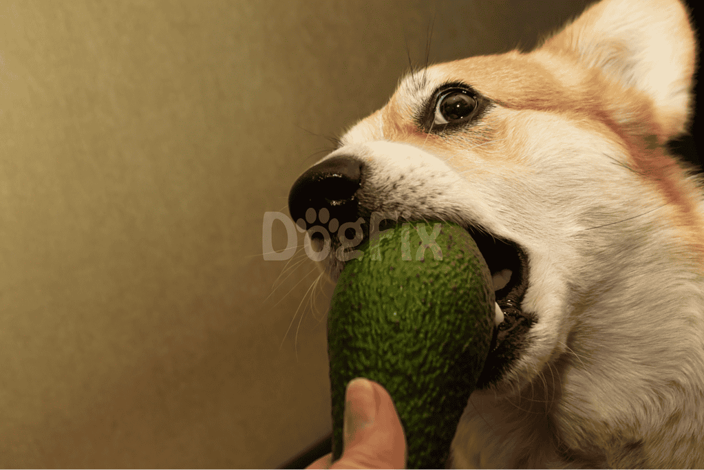 Too Much Avo—What's Next