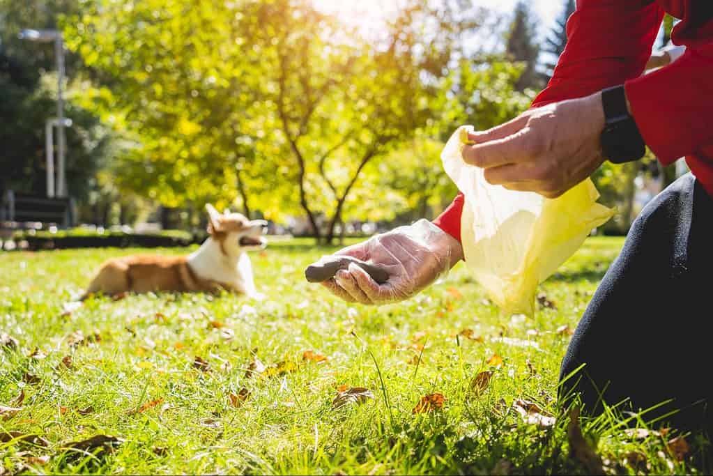 Hands-on dog training outdoors with a trainer and a dog on a sunny day.