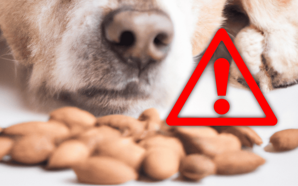 Close-up of a dog's face with almonds scattered around, highlighting pet safety concerns.