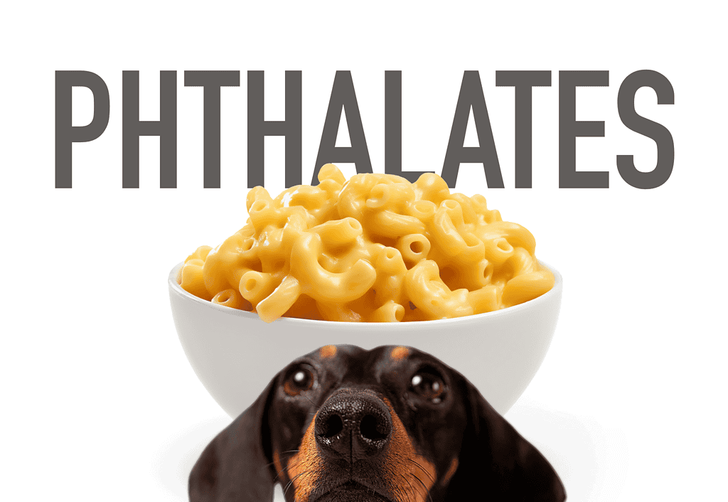 Dog holding cheese on a white background, natural dog treat, cheese for dog health.