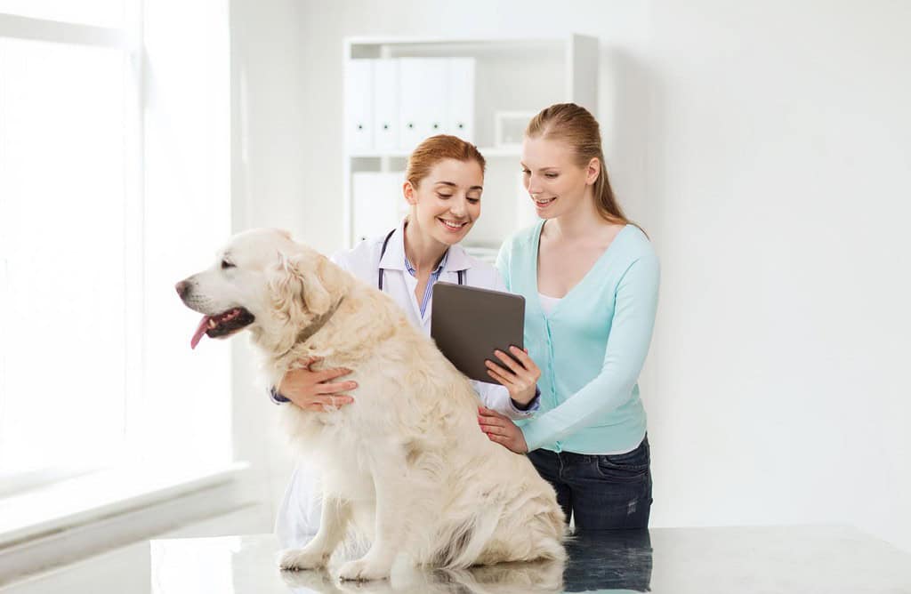 Vet and owner discuss pet health with a large Golden Retriever dog.