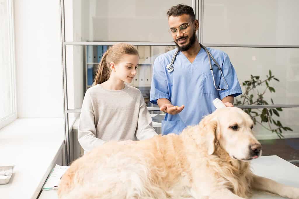 Dog health exam, veterinary visit, pet wellness check, professional dog care.