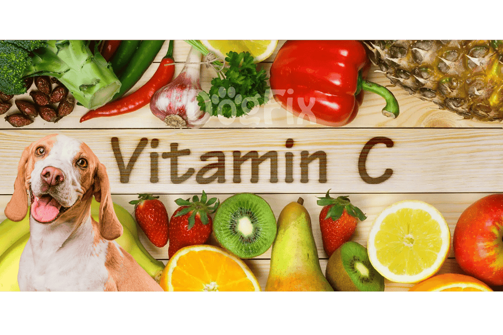 Dog vitamins, supplement for dog health, Vitamin C for dogs, canine nutrition.