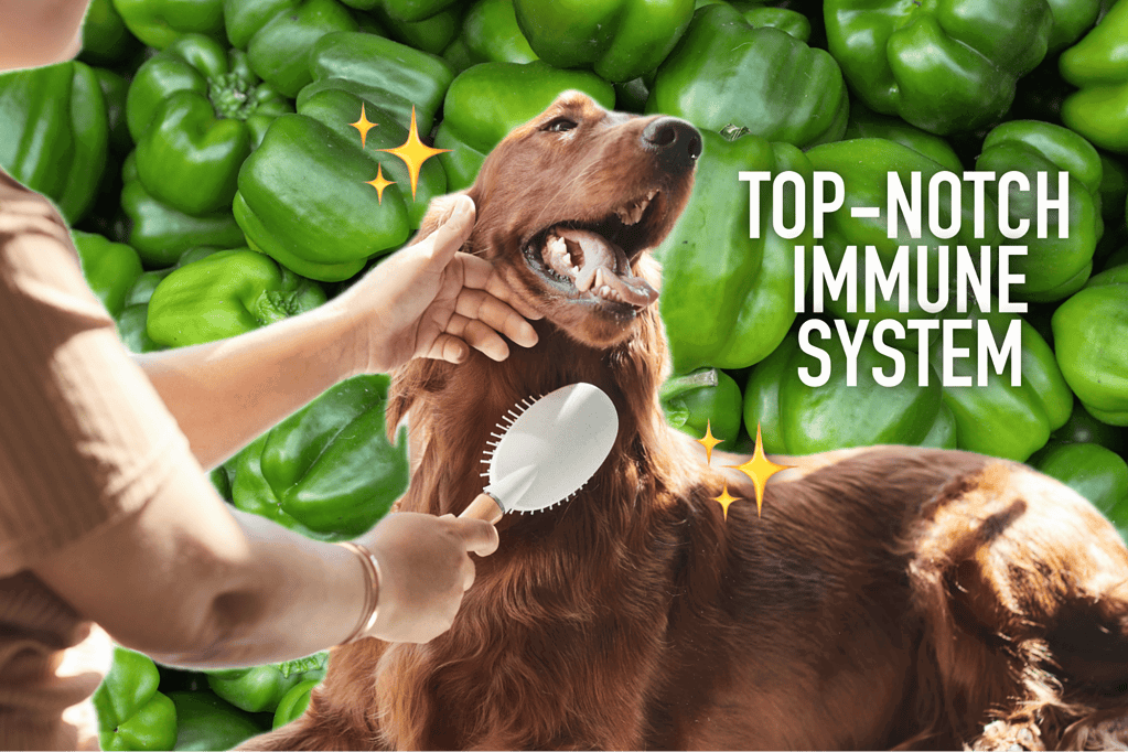 Healthy dog getting groomed against a background of green peppers, highlighting immune support.