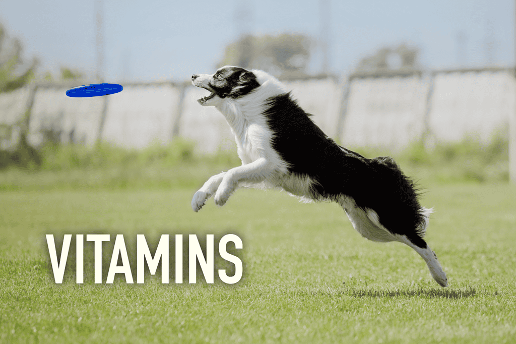 Image of a Border Collie catching a frisbee in a grassy field, promoting pet health and vitamins.