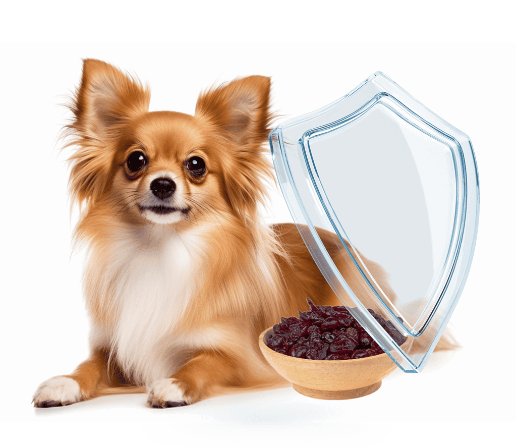 Cute small dog with protective shield and bowl of dried berries.