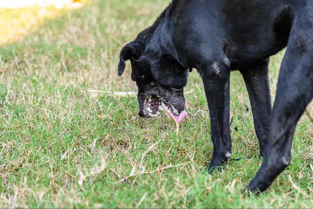 Adorable black dog enjoying a sunny day outdoors.