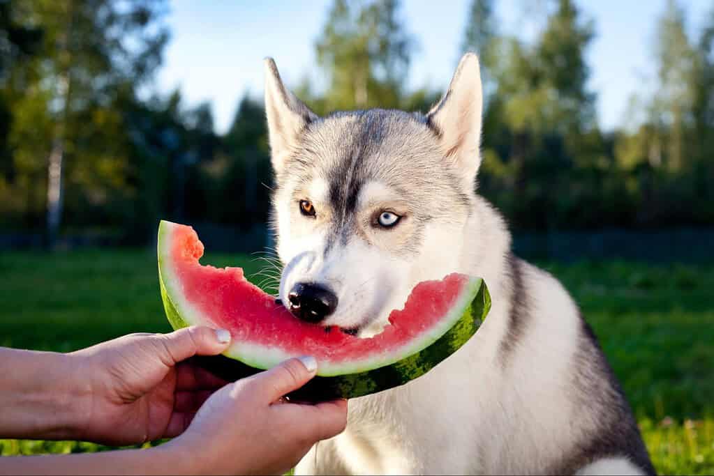 Husky with striking blue and amber eyes enjoying watermelon slice in the yard.