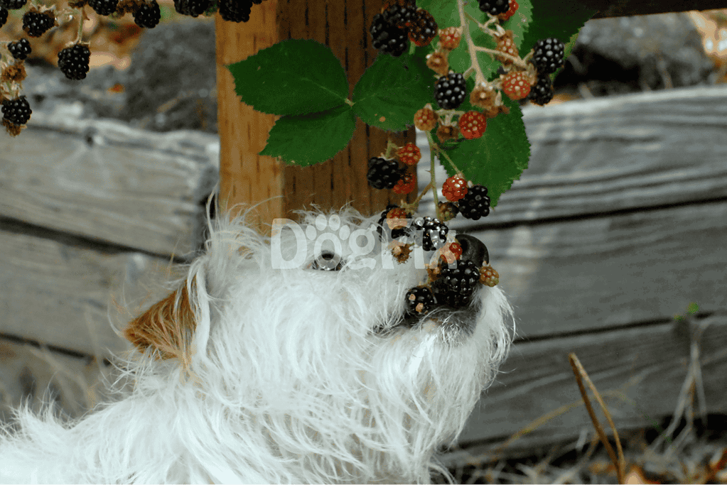 Fresh berries caught by a playful dog in the garden. Discover dog-friendly outdoor activities with Dogfix.com.