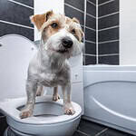 Dog standing on a toilet in a modern bathroom. Pet potty training, dog care, and health tips.