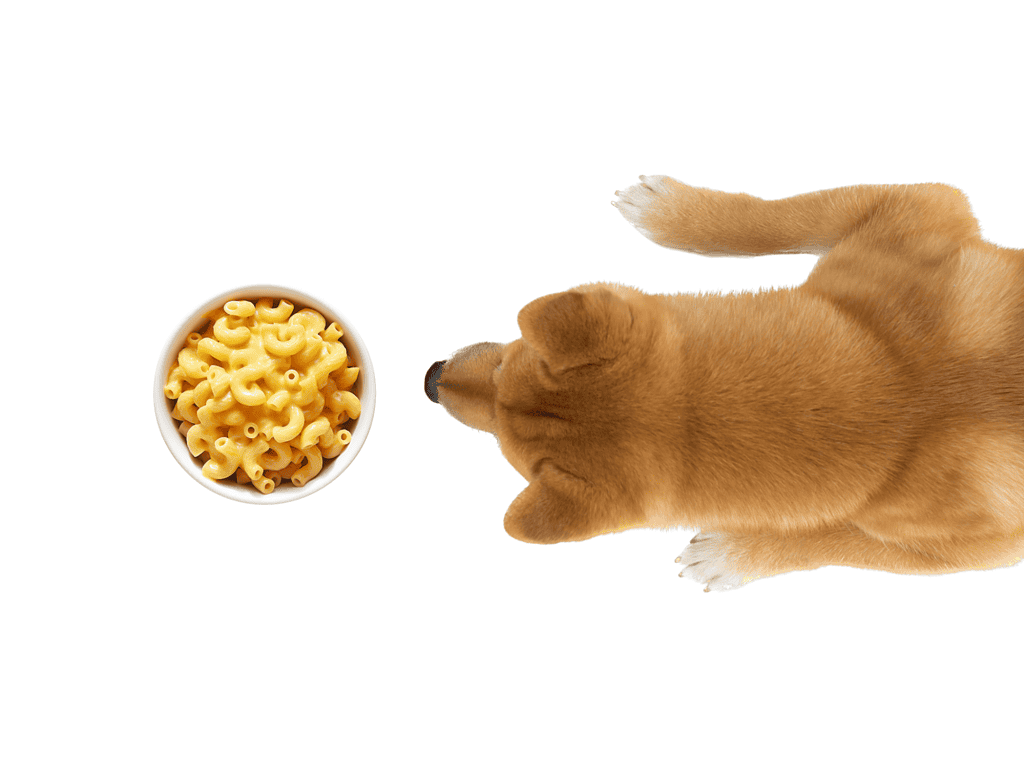 Dog holding cheese on a white background, natural dog treat, cheese for dog health.