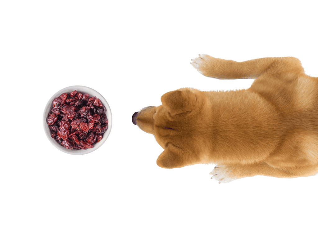 Delicious dried cranberries for dogs’ healthy snacks and treats.