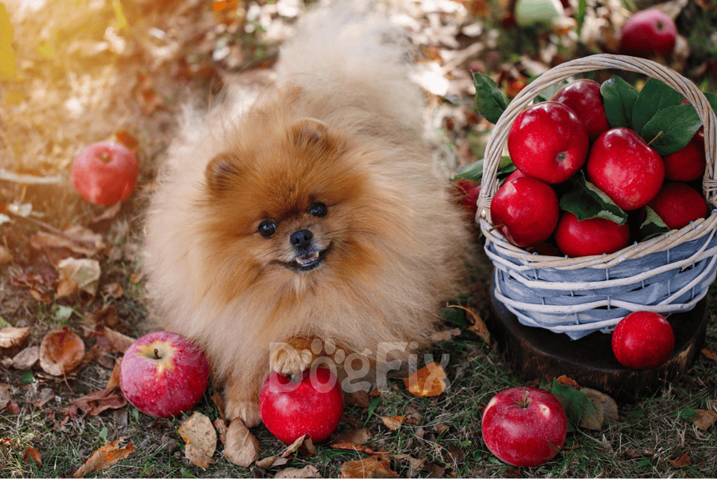What about Other Fruits like Tomatoes and Apples