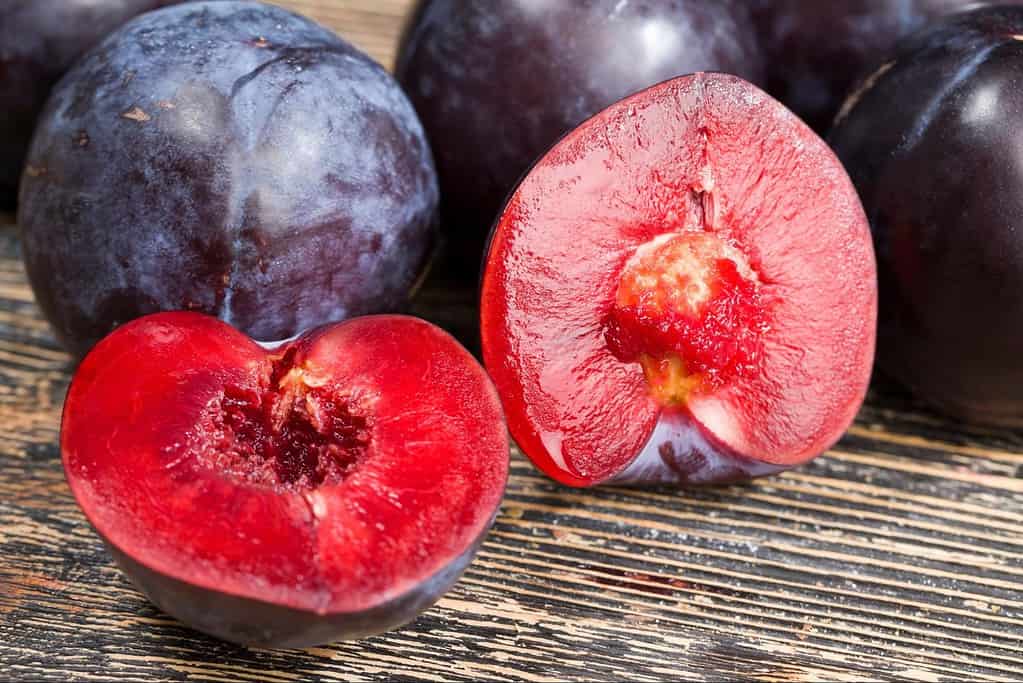 What are the dangers of dogs eating plums
