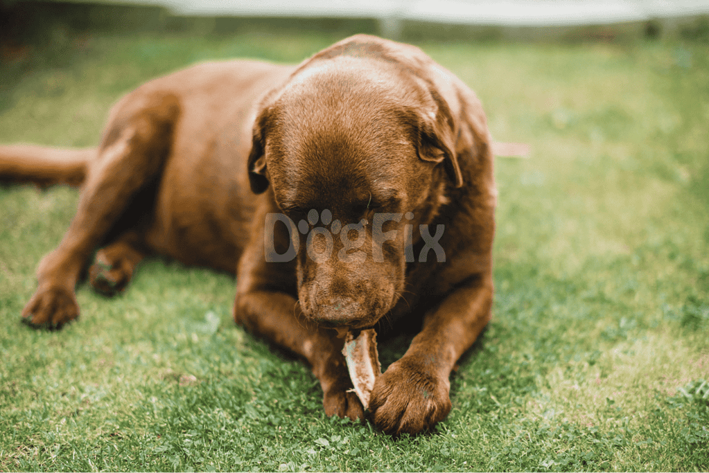 What happens if my dog eats raw chicken