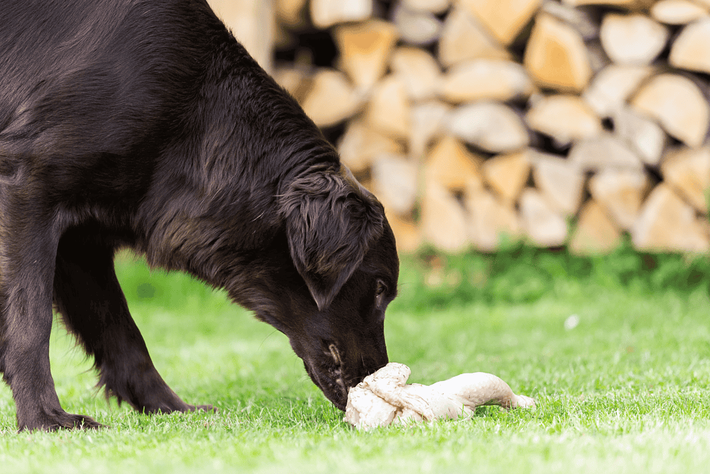 Cute black dog chewing on a bone on green grass.