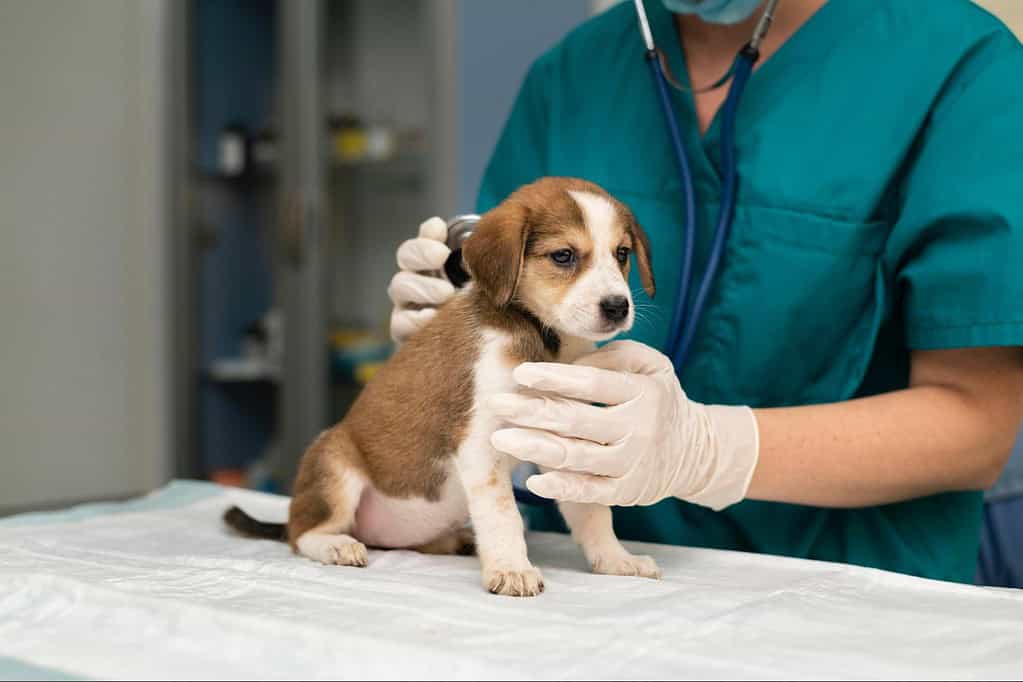 When To Visit A Veterinarian