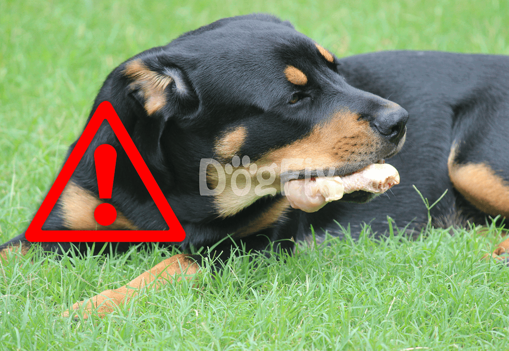 When to See a Veterinarian