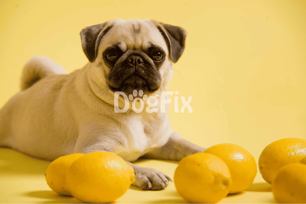 Which fruits are toxic to dogs