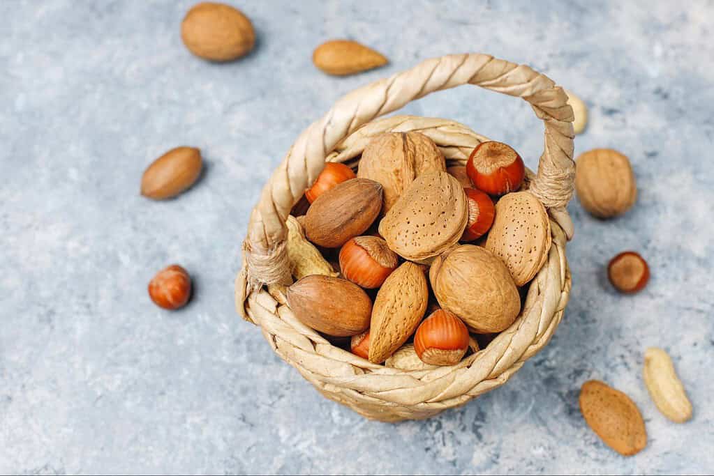Which nuts are safe for dogs to eat