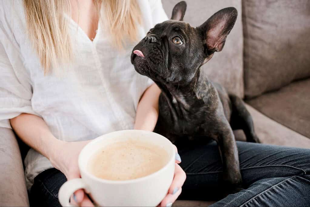 Why is Coffee Toxic to Dogs