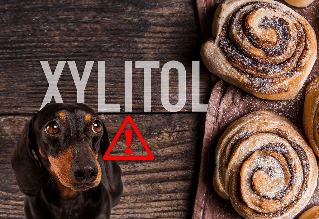 Dog with alert icon warns about cinnamon rolls and sugary snacks dangers to dogs.