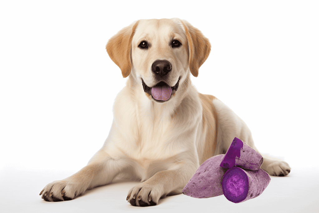 Dog-friendly sweet potatoes for healthy treats and nutrition.