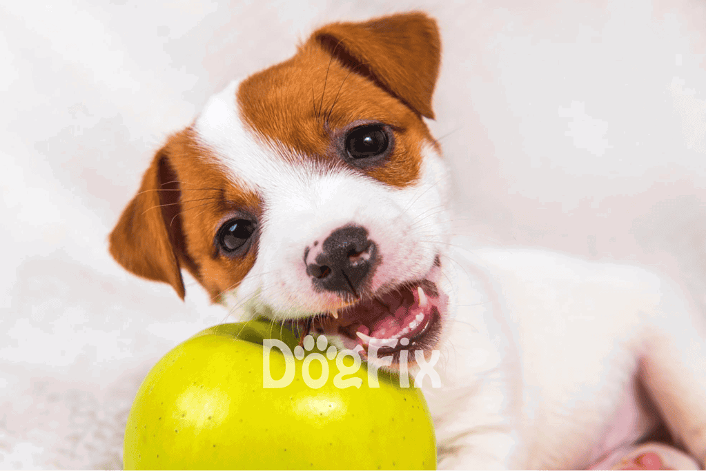 Adorable puppy chewing a green apple for canine health and nutrition benefits.