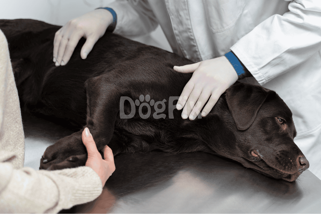 Close-up of veterinarian examining a relaxed dark brown dog on the vet table.