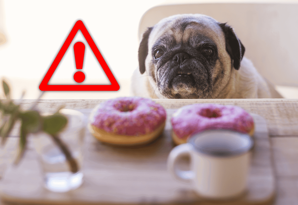 Dog safety alert - warning about toxic foods like donuts that can harm dogs.