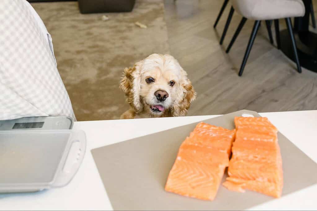 Dog looking at salmon on a kitchen counter, ready to eat.