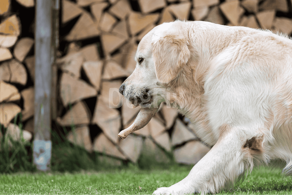 High-quality image of a golden retriever with a stick in a backyard, emphasizing dog play and outdoor pet activities.