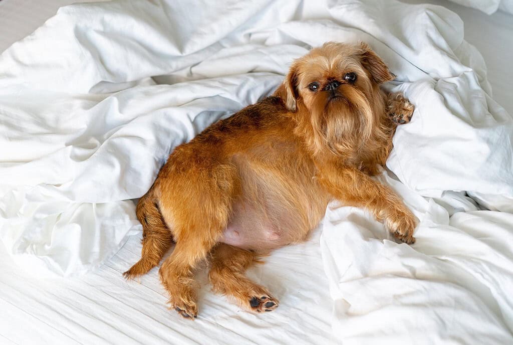 Adorable small dog lying on white bed with rumpled sheets, cozy and relaxing.