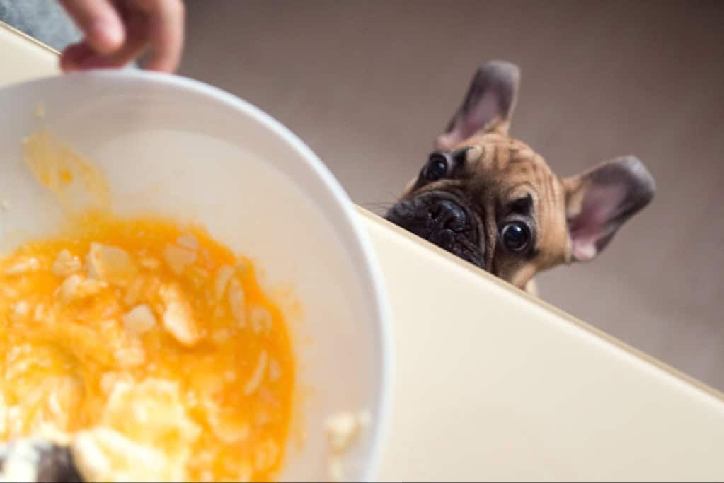 Freshly prepared dog food with a curious puppy watching intently.
