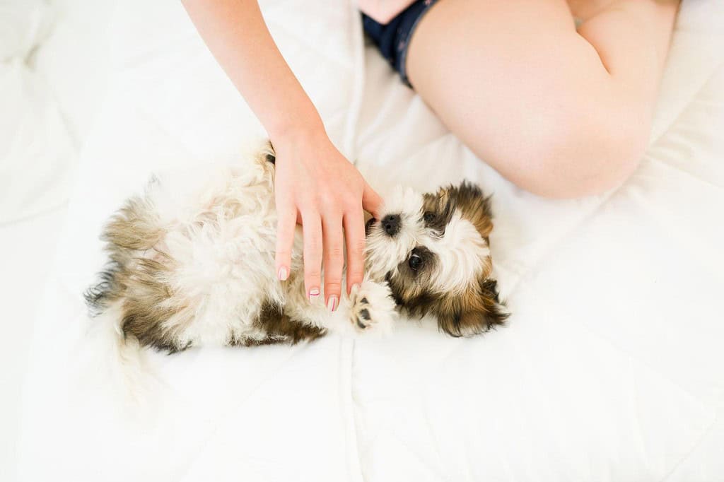 Adorable puppy lying on the bed with owner’s hand gently petting it.