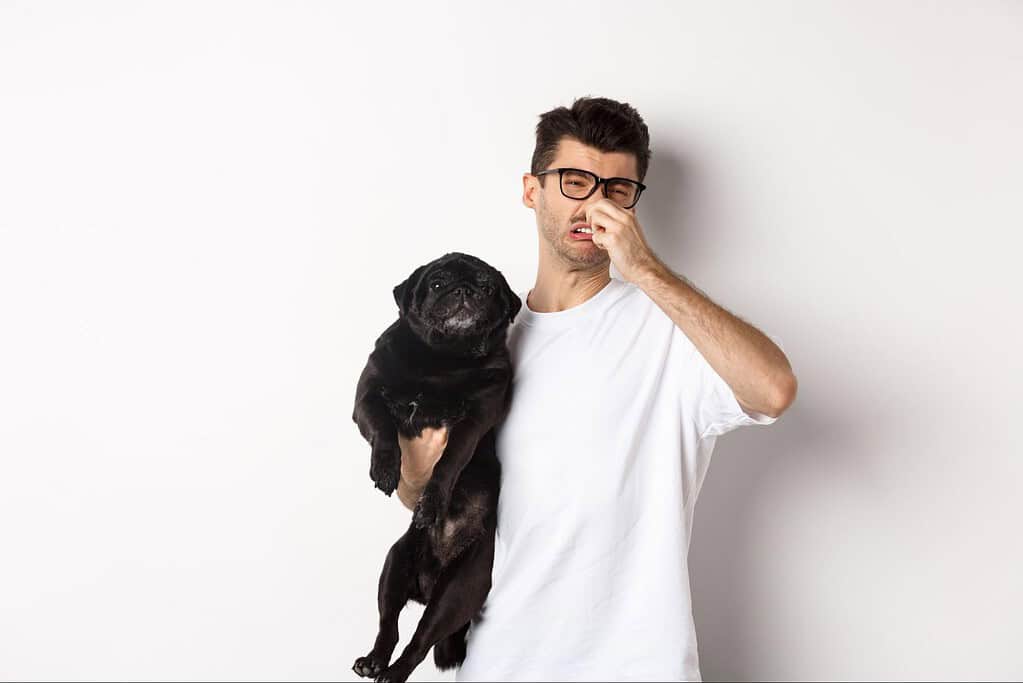 Man holding black pug, sniffling, frustrated expression on white background.