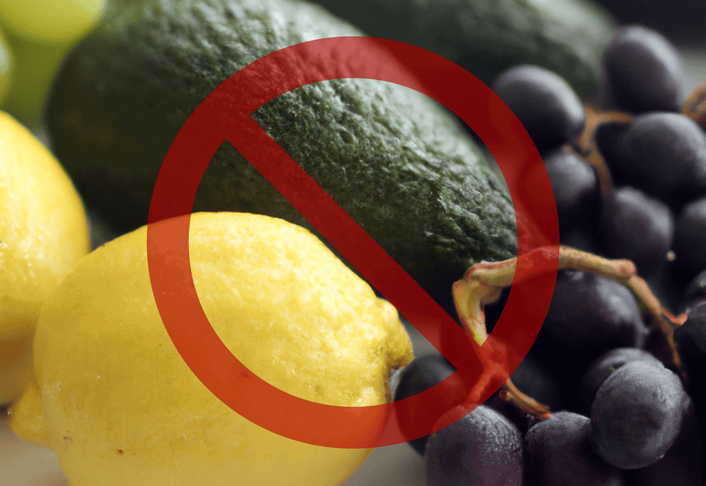 Dog-safe fruits and vegetables list to keep your dog healthy and safe.