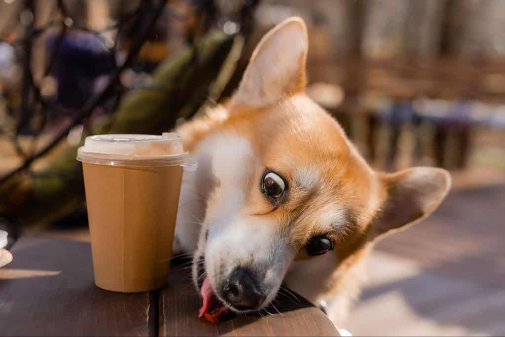Adorable dog resting near coffee cup outside, showcasing pet relaxation and outdoor pet care.