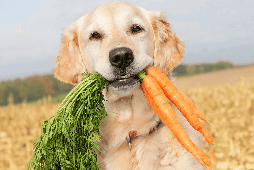 Dog holding carrots and greens, healthy and happy Golden Retriever outdoors in a sunny field.