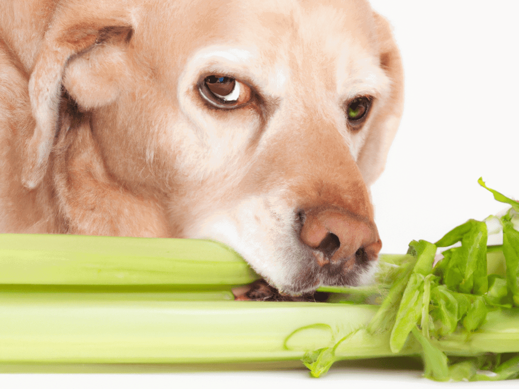 Close-up of a dog eating fresh celery, promoting healthy dog nutrition and wellness.