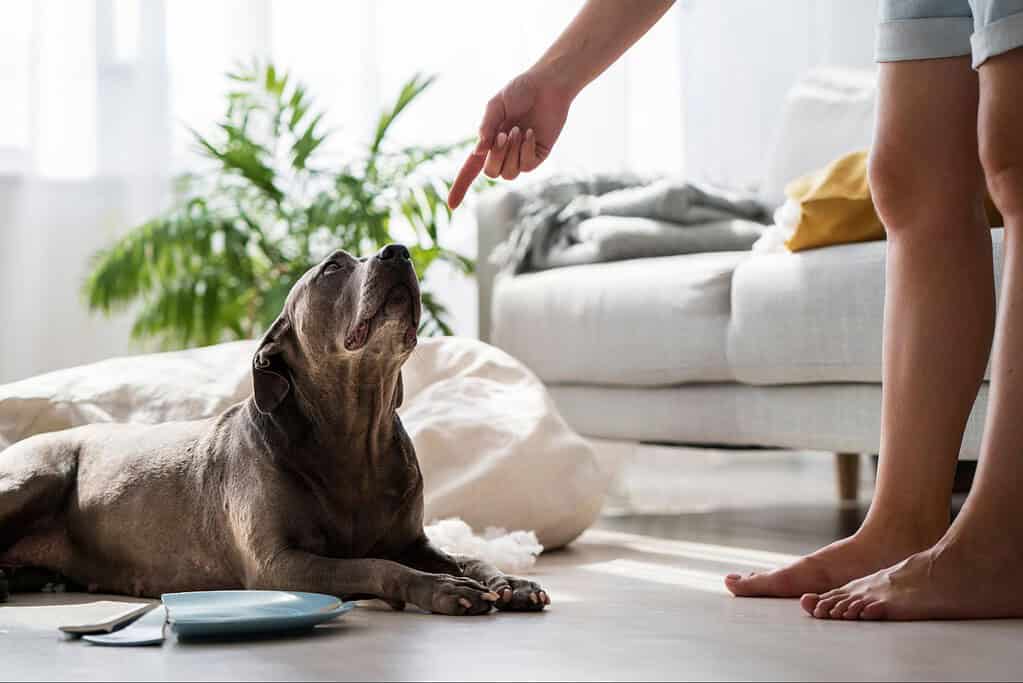 Comfortable indoor setting for dog training, person instructing dog with hand gesture.