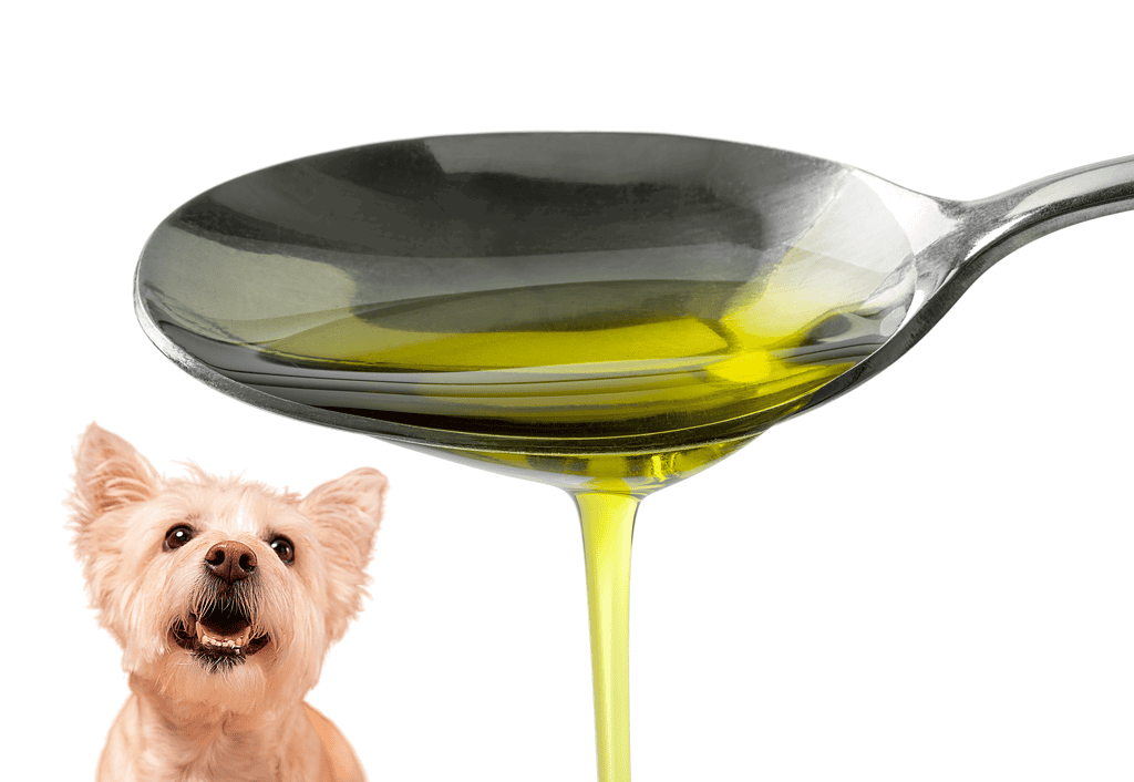 Healthy dog oil supplement.