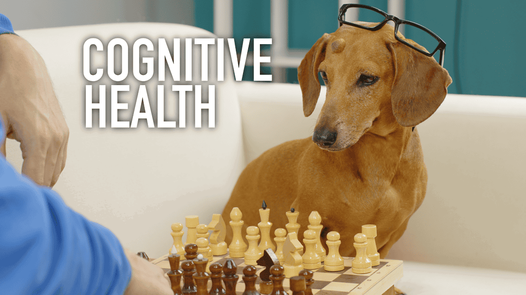 Dog with glasses playing chess to show cognitive health awareness.