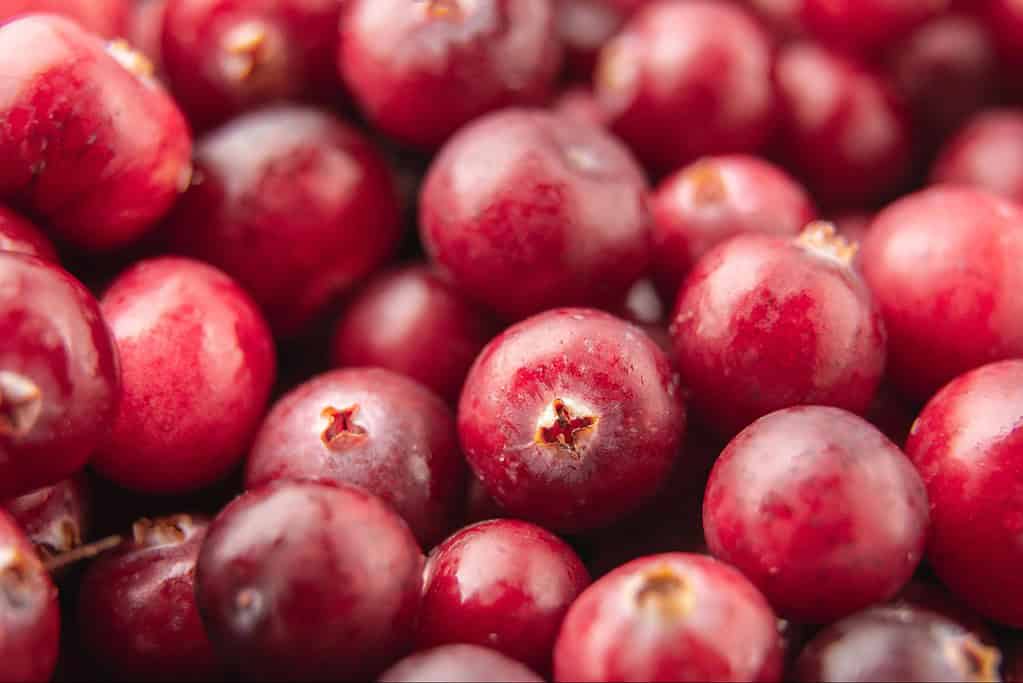 Bright red, ripe cranberries, perfect for health-conscious diets and cooking.