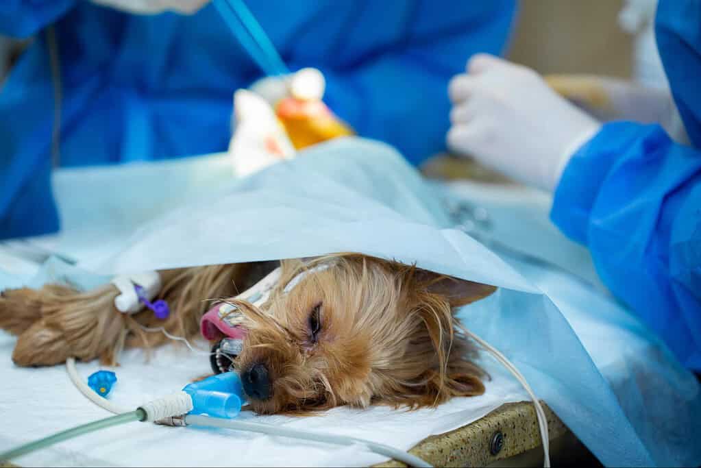 Dog receiving critical care during surgery, veterinarian performing emergency procedure.