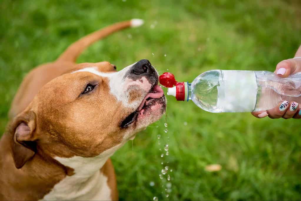 Close-up of a playful dog drinking water from a plastic bottle outdoors.