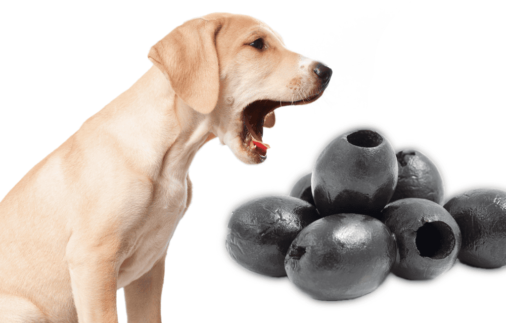 Yummy black chew toy for dogs, perfect for dental health and fun playtime.