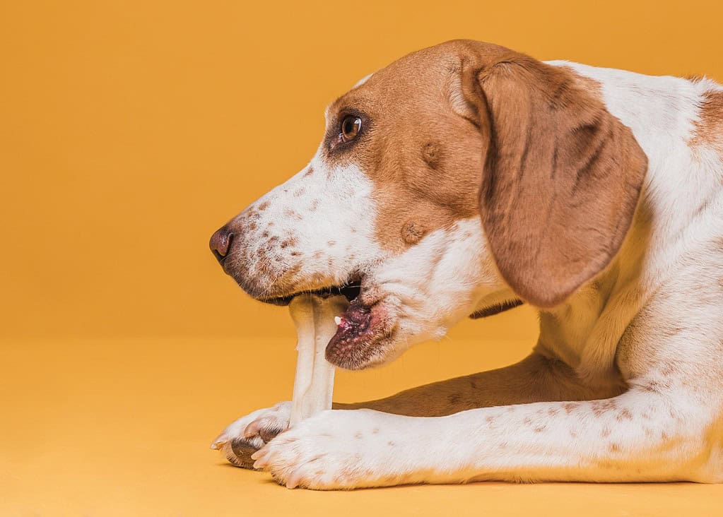 Dog chewing bone on yellow background, promoting dog health and dental care.