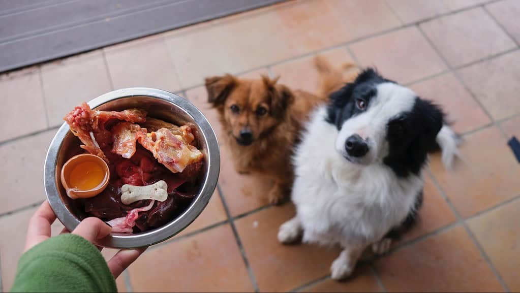 Dog food bowl with raw meat and bones for pets.