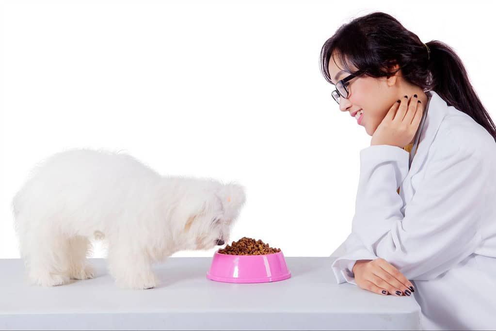 Pets and vet checkup, pet health, vet consultation.